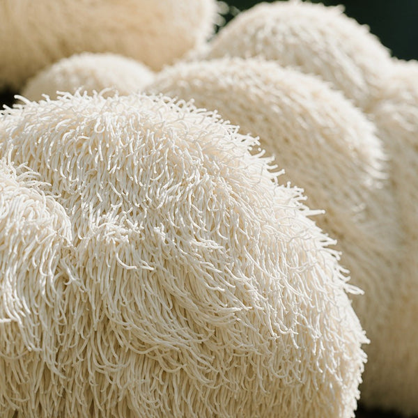 A Guide to Lion's Mane Supplements: Benefits, Uses, and Where to Buy Lion's Mane Gummies - Dr. Moritz