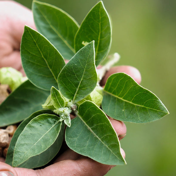 Ashwagandha Gummies Sugar Free: A Healthier Way to Manage Stress - Dr. Moritz