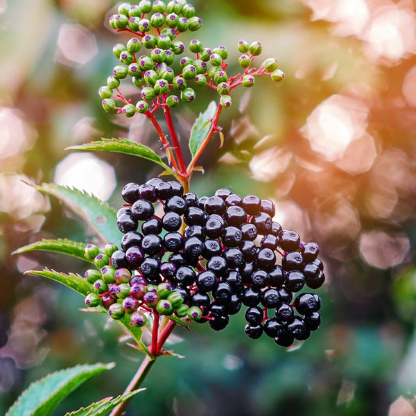 Elderberry and Immune Support - Dr. Moritz
