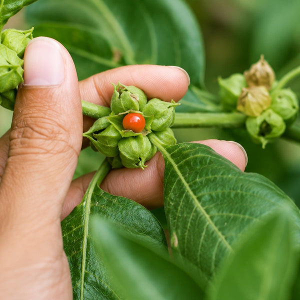 How Long for Ashwagandha to Work? Results by Day, Week, and Month - Dr. Moritz